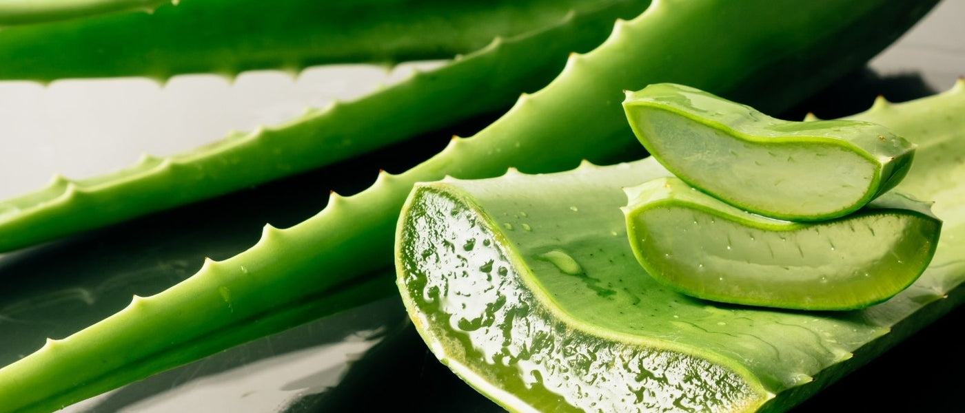 ALOE VERA BENEFITS AND USES