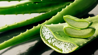ALOE VERA: BENEFICII ȘI UTILIZĂRI